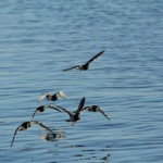 Meeresvögel fliegen über das Wasser.