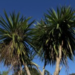 Herbst in Melbourne 02 - Palmen im Garten - IMG_1464