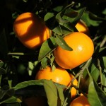 Herbst in Melbourne 03 - Mandarinen im Garten - IMG_1454