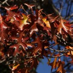 Herbst in Melbourne 14 - Knallrote Blätter - IMG_1512-2