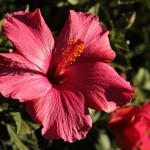 Herbst in Melbourne 16 - Pinke Blume 2 - IMG_1571