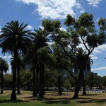 Melbourne: Palmen spenden Schatten im Park Melbourne: Palmen spenden Schatten im Park