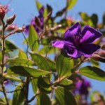 Australien Vegetation 01 - Baum Blüte lila violett - IMG_8569