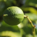 Australien Vegetation 02 - Grüne Zitrone am Baum - IMG_8770