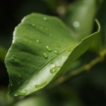 Australien Vegetation 07 - Wasser auf Blatt nach Sommerregen - IMG_8826 Australien Vegetation 07 - Wasser auf Blatt nach Sommerregen - IMG_8826