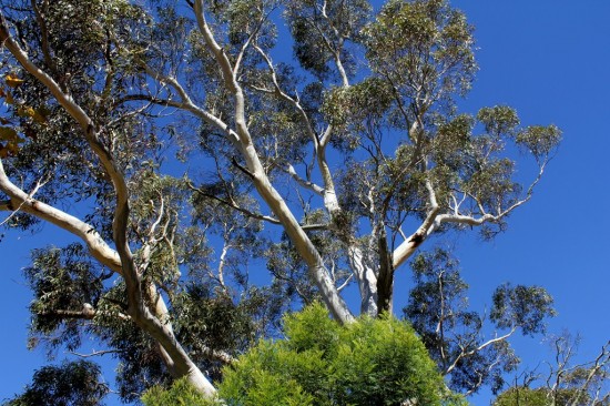 Blue Mountains 01 - Vegetation - IMG_1247-2 Blue Mountains 01 - Vegetation - IMG_1247-2