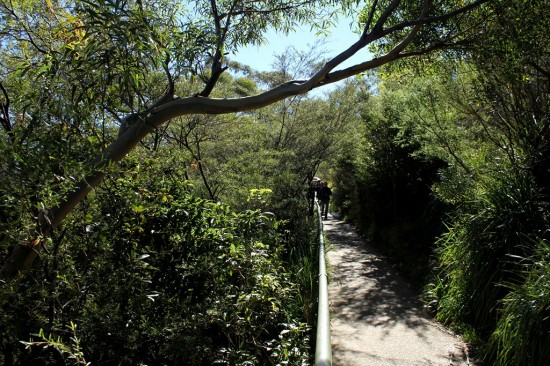 Blue Mountains 04 - Weg zur Aussichtsplattform Echo Point - sattes grün - IMG_1286-2 Blue Mountains 04 - Weg zur Aussichtsplattform Echo Point - sattes grün - IMG_1286-2