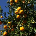 Herbst in Melbourne 04 - Mandarinenbaum im Garten - IMG_1459 Herbst in Melbourne 04 - Mandarinenbaum im Garten - IMG_1459