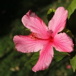 Herbst in Melbourne 05 - Pinke Blume - IMG_1523 Herbst in Melbourne 05 - Pinke Blume - IMG_1523