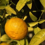 Herbst in Melbourne 09 - Zitrone am Baum - IMG_1567 Herbst in Melbourne 09 - Zitrone am Baum - IMG_1567