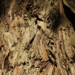 Herbst in Melbourne 11 - Zerklüfteter Eukalyptus - IMG_1581 Herbst in Melbourne 11 - Zerklüfteter Eukalyptus - IMG_1581