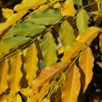 Herbst in Melbourne 13 - Knallgelbe Blätter - IMG_1486 Herbst in Melbourne 13 - Knallgelbe Blätter - IMG_1486