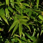 Herbst in Melbourne 15 - Knallgrüne Blätter - IMG_1467 Herbst in Melbourne 15 - Knallgrüne Blätter - IMG_1467