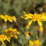 Herbst in Melbourne 18 - Sterbende gelbe Blumen - IMG_1541 Herbst in Melbourne 18 - Sterbende gelbe Blumen - IMG_1541