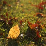 Herbst in Melbourne 23 - Herbstblätter im Gras im Gegenlicht - IMG_1618 Herbst in Melbourne 23 - Herbstblätter im Gras im Gegenlicht - IMG_1618