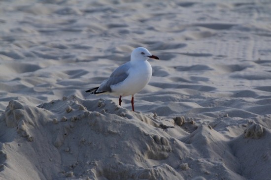 Sydney Camp 10 - Bondi Beach Möwe - IMG_1010 Sydney Camp 10 - Bondi Beach Möwe - IMG_1010