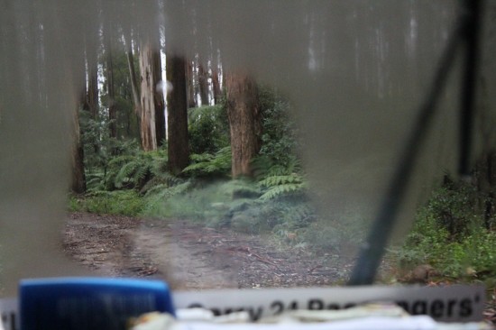 Toolangi State Forest - Baumfarne aus dem Busfenster - IMG_1642 Toolangi State Forest - Baumfarne aus dem Busfenster - IMG_1642