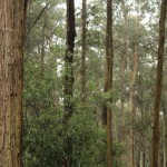 Toolangi State Forest - Blick vom Discovery Centre - IMG_1624 Toolangi State Forest - Blick vom Discovery Centre - IMG_1624