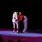 Australien - Silvers Circus 09 - Pferdeflüsterer - IMG_2222 Australien - Silvers Circus 09 - Pferdeflüsterer - IMG_2222