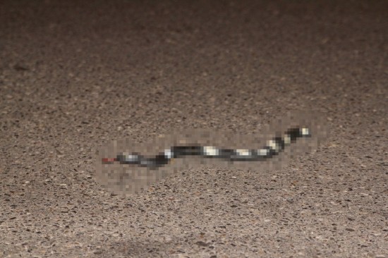 Melbourne - Überfahrene Schlange auf der Straße - zensiert - IMG_1707-5