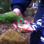 Australian Wildlife - Healesville Sanctuary 02 - Vogel landet auf der Hand - IMG_0767 Australian Wildlife - Healesville Sanctuary 02 - Vogel landet auf der Hand - IMG_0767
