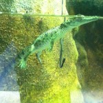 Australian Wildlife - Healesville Sanctuary 03 - Mini-Krokodil - IMG_0768 Australian Wildlife - Healesville Sanctuary 03 - Mini-Krokodil - IMG_0768