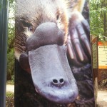 Australian Wildlife - Healesville Sanctuary 04 - Schnabeltier - IMG_0769 Australian Wildlife - Healesville Sanctuary 04 - Schnabeltier - IMG_0769