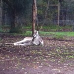 Australian Wildlife - Healesville Sanctuary 05 - Faulenzendes Känguru - IMG_0771 Australian Wildlife - Healesville Sanctuary 05 - Faulenzendes Känguru - IMG_0771