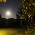 Australische Nacht - Zitronenbaum im Mondlicht - IMG_2588 Australische Nacht - Zitronenbaum im Mondlicht - IMG_2588