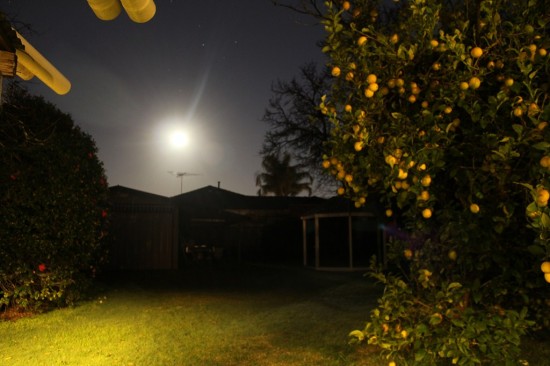 Australische Nacht - Zitronenbaum im Mondlicht - IMG_2588 Australische Nacht - Zitronenbaum im Mondlicht - IMG_2588