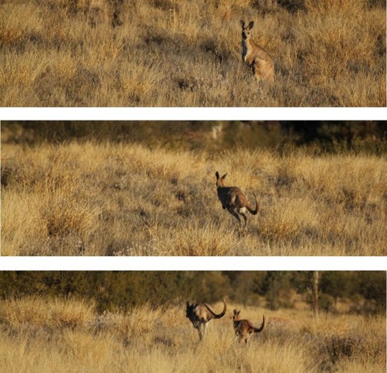 Alice Springs - Känguru Collage - IMG_4295 4198 4202 Alice Springs - Känguru Collage - IMG_4295 4198 4202