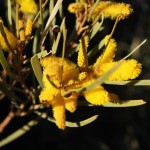 Outback 04 - Baum in Blüte am Kings Canyon Rim Walk - IMG_5203