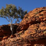 Outback 06 - Baum in exponierter Lage - Kings Canyon Rim Walk - IMG_5222