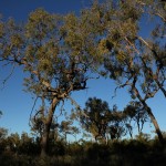 Outback - Bäume am Uluru Ayers Rock - IMG_4773