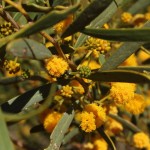 Outback - Golden Wattle - IMG_5000