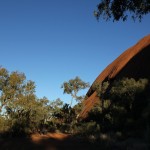 Outback - Vegetation am Uluru Ayers Rock - IMG_4774