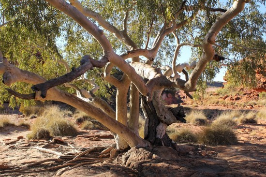 Outback - Widow Maker Eucalypt - Witwenmacher Eukalyptus - IMG_5213 Outback - Widow Maker Eucalypt - Witwenmacher Eukalyptus - IMG_5213