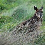 Phillip Island Kangaroo - Känguru auf der Wiese - IMG_5907-3 Phillip Island Kangaroo - Känguru auf der Wiese - IMG_5907-3