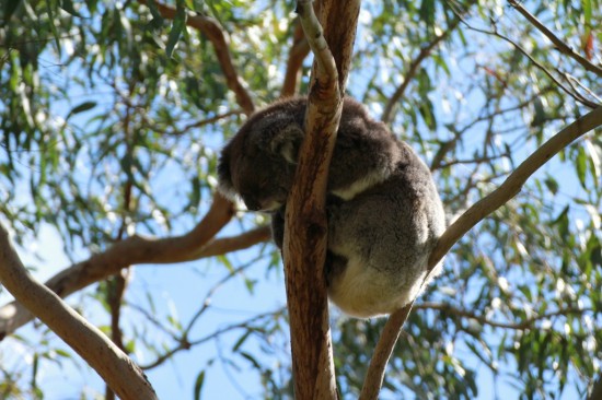 Phillip Island - Koala Reservation Centre - IMG_5801 Phillip Island - Koala Reservation Centre - IMG_5801