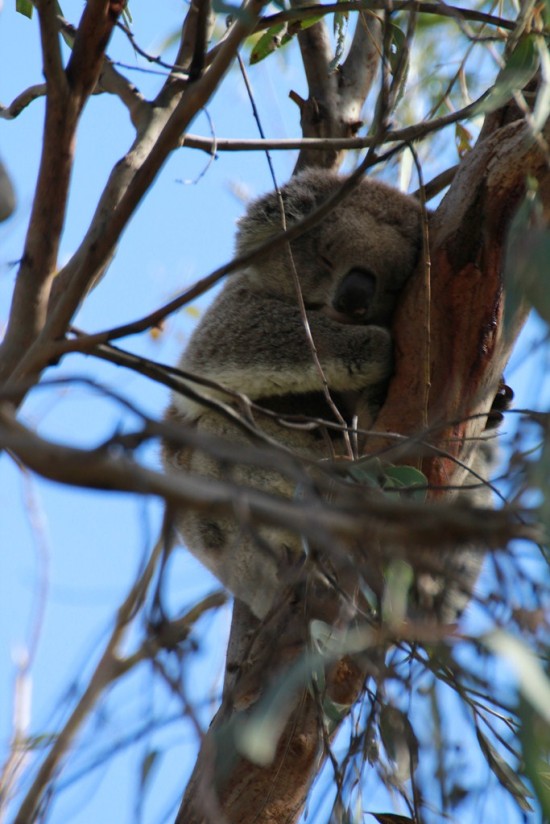 Phillip Island - Koala Reservation Centre - IMG_5808 Phillip Island - Koala Reservation Centre - IMG_5808