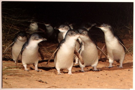 Phillip Island - Penguin Parade - Copyright by someone else - IMG_6169-3 Phillip Island - Penguin Parade - Copyright by someone else - IMG_6169-3