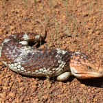 4WD Powerlines 14 - Bobtail - IMG_6818 4WD Powerlines 14 - Bobtail - IMG_6818