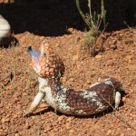 4WD Powerlines 15 - Bobtail with blue tongue - IMG_6828 4WD Powerlines 15 - Bobtail with blue tongue - IMG_6828