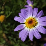 WA Blumen 04 - lila violett - IMG_6339