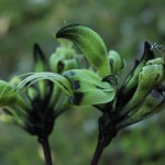 WA Blumen 06 - Macropidia fuliginosa - Black and Green Kangaroo Paw - IMG_6343