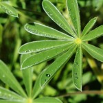 WA Blumen 09 - Grün - IMG_6411-3