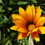 WA Blumen 11 - Orange - IMG_6318