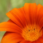 WA Blumen 13 - orange - IMG_6492