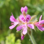 WA Blumen 15 - rosa - IMG_6407