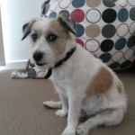 Chief - 20141014_100834-3 Chief - 20141014_100834-3